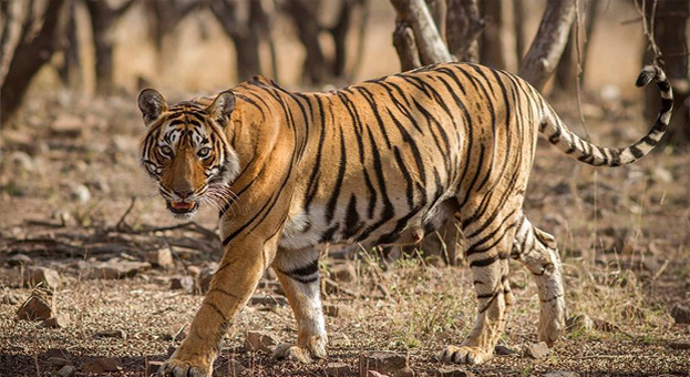 Wildlife Photography Tour- Ranthambore National Park