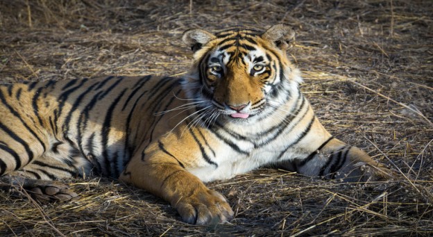 New Superstar Tigeress of Ranthambore - Arrowhead aka Machli Junior