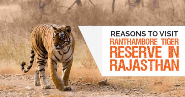 10 Reasons to Visit Ranthambore Tiger Reserve in Rajasthan