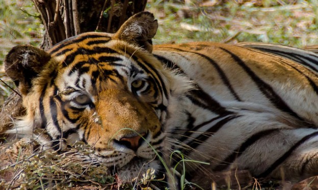 Tiger T91, The Lone Tiger in Mukundra Hills May Suffer From Loneliness