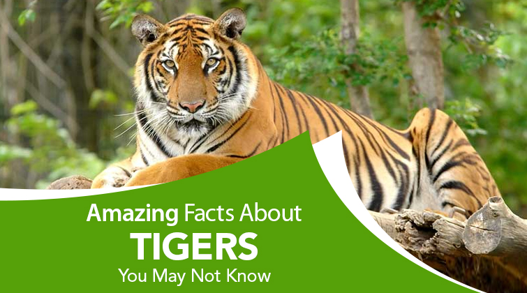 Astonishing Facts About Tigers