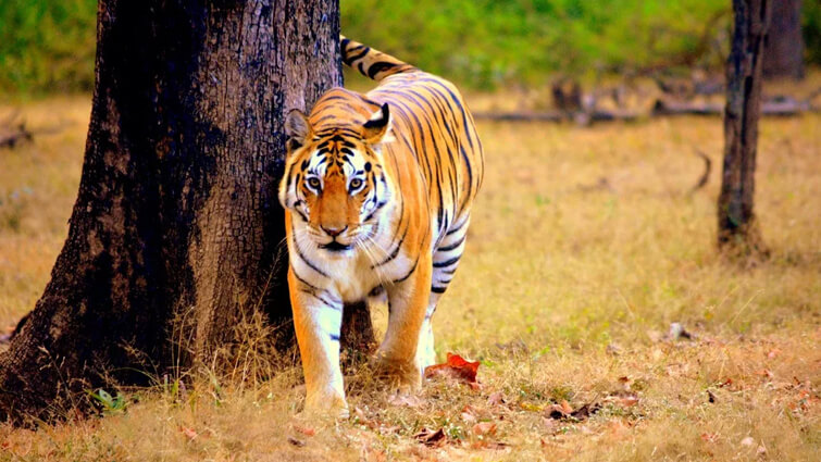 Tiger guide  BBC Wildlife Magazine  Discover Wildlife