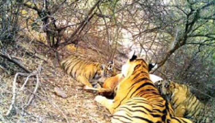 A New Year Surprise 4 Tiger Cubs Spotted In Ranthambore National Park 