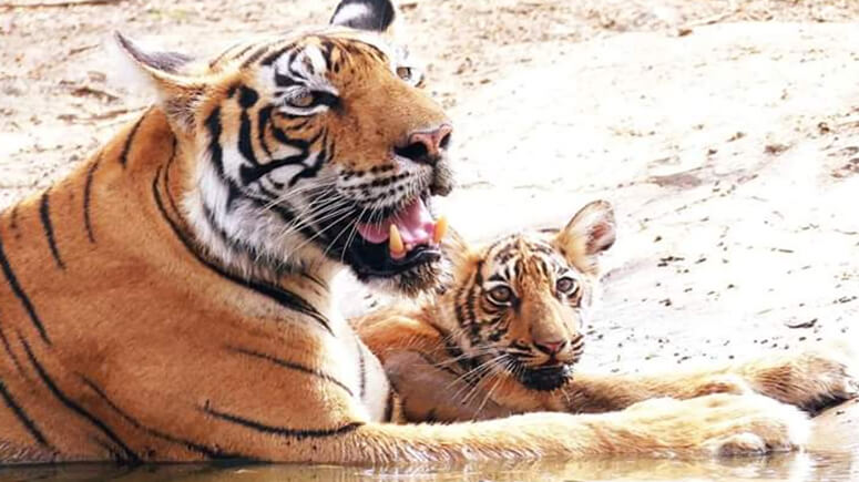 Tigress Gives Birth To 3 Cubs In Ranthambore Read The Full Story Here 