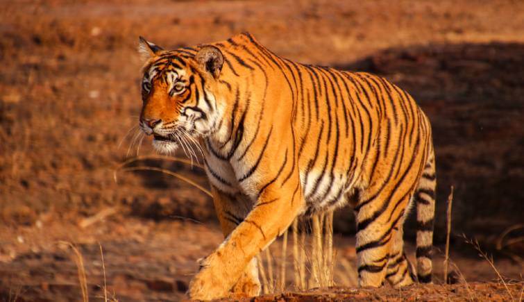 Tigers still roam wild in these 13 tiger-range countries