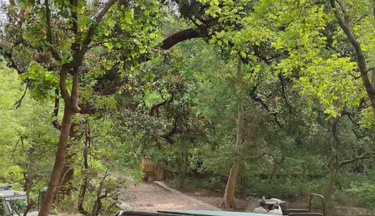Ranthambore National Park Forest in Monsoon