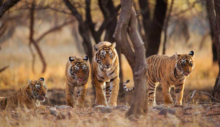 Ranthambore National Park Tiger- Tiger Conservation