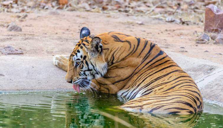 Ranthambore Tiger Reserve- Tiger Conservation