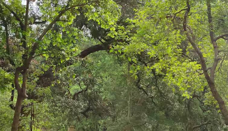 Ranthambore Tiger Reserve in Monsoon