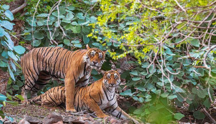 Ranthambore Tiger- Tiger Conservation