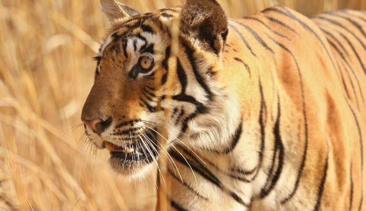 Tiger Ranthambore- Tiger Conservation