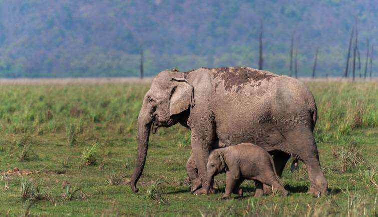 Corbett Elephant- Corbett Jungle Safari