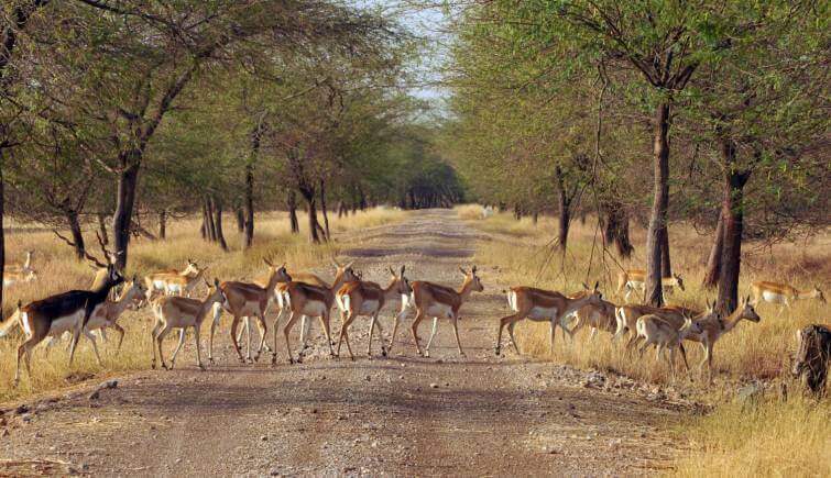 Gir National Park Jungle Safari