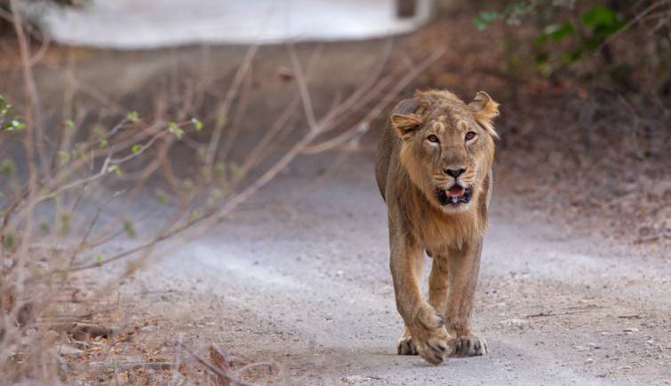 Gir National Park Lion Safari