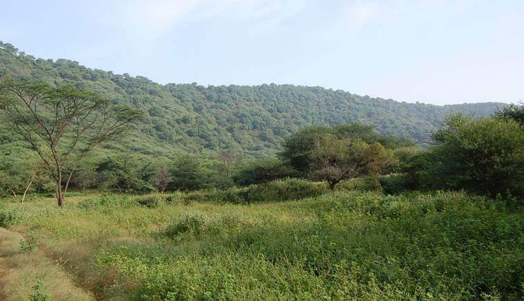 Jhalana Forest Rajasthan