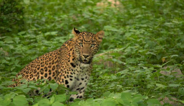 Jhalana Leopard Jungle Safari