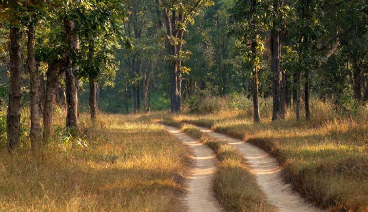 Kanha National Park Forest