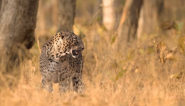 Leopard at Pench National Park