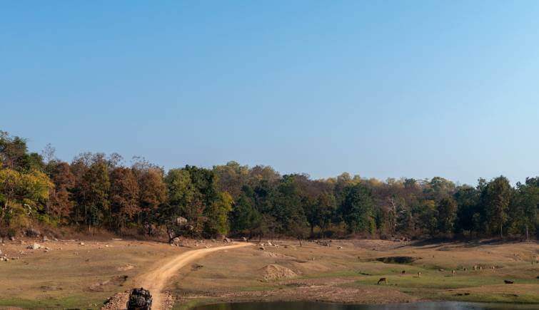 Pench National Park Jungle