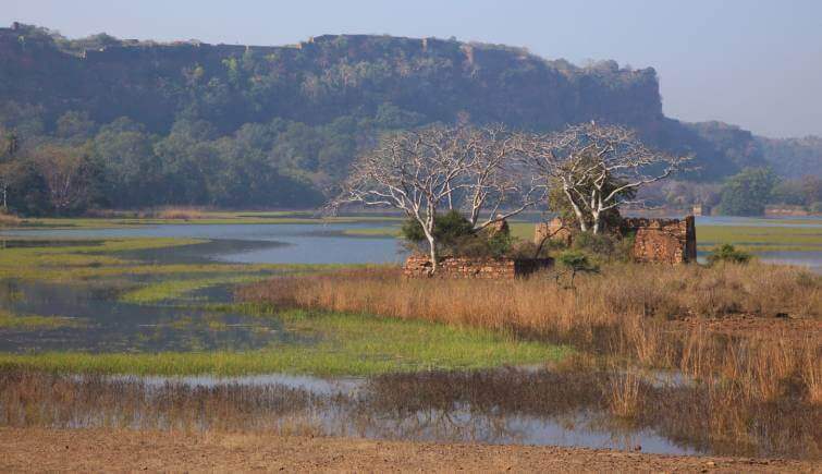 Ranthambore National Park Forest