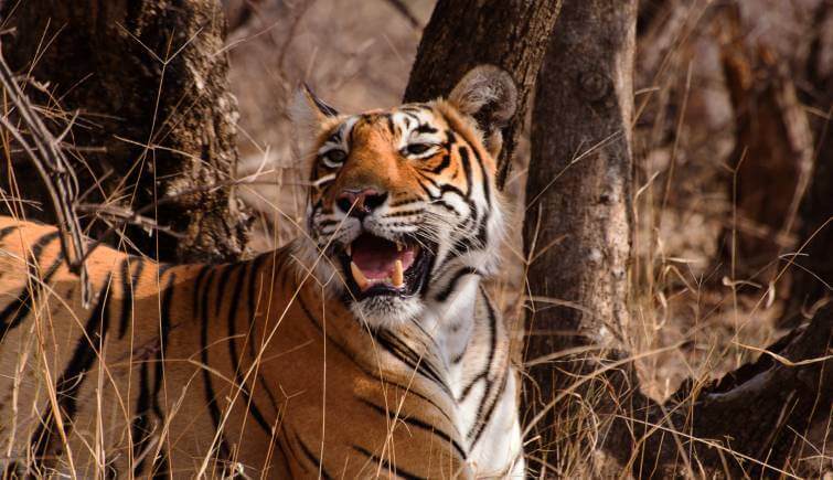 Ranthambore National Park Tiger