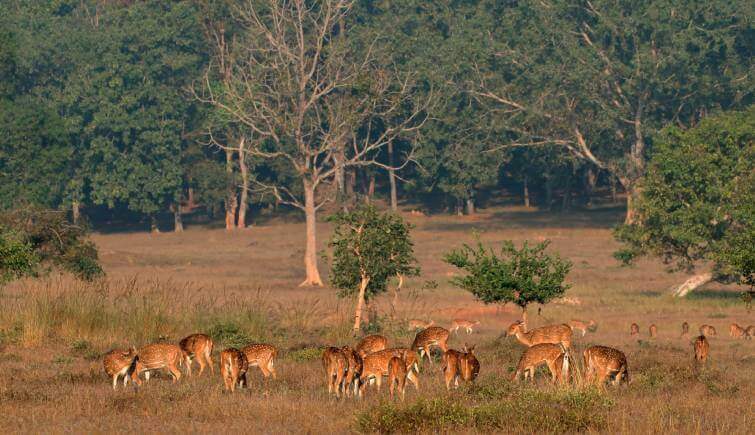 Spotted Deer Kanha National Park