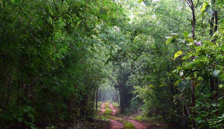 Tadoba Forest