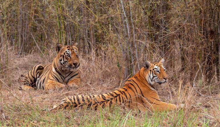 Tadoba National Park Tiger