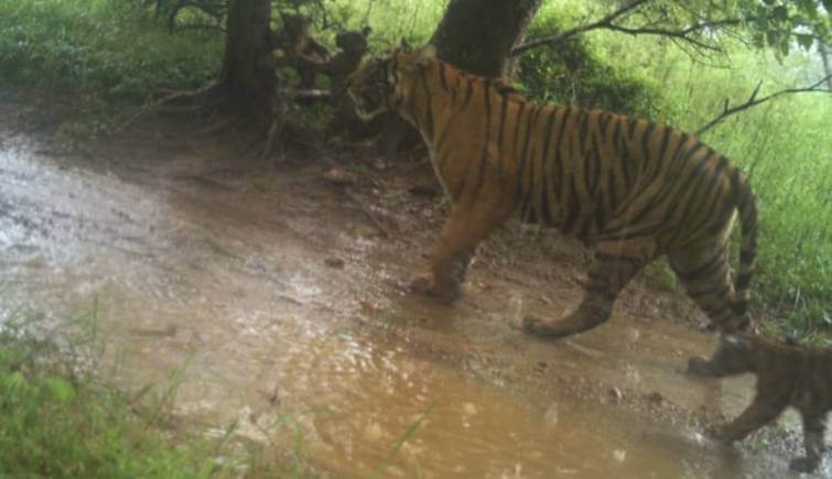 Tigress Siddhi Spotted With 3 Cubs in Ranthambore National Park