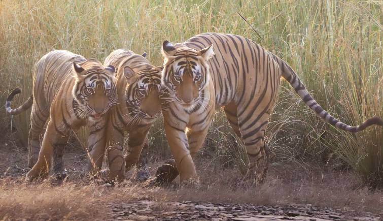 Keven Pitersen Visit Ranthambore Reserve