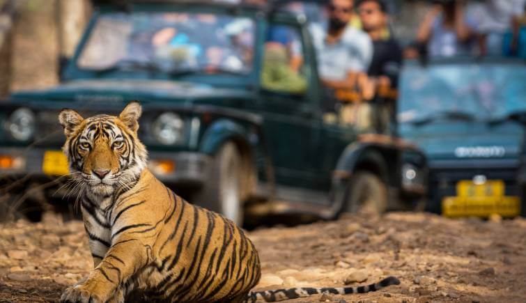 Ranthambore National Park Safari