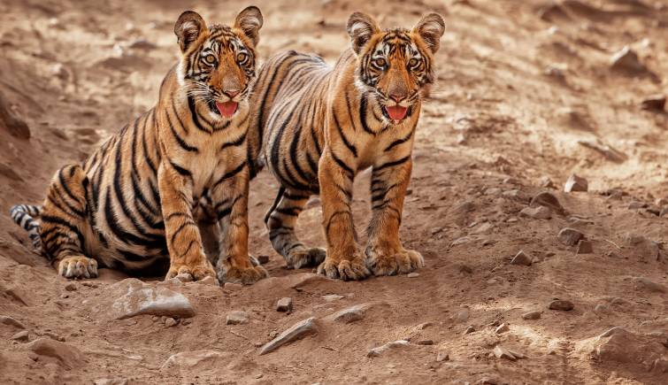 Ranthambore National Park Tigers