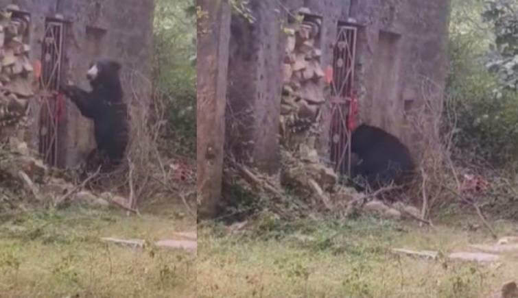 Sloth Bear in Ranthambore Tiger Reserve