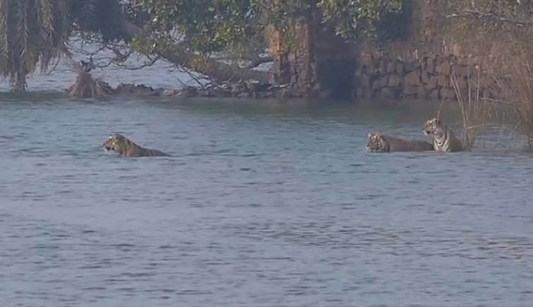 Tigress Riddhi and Her Cubs