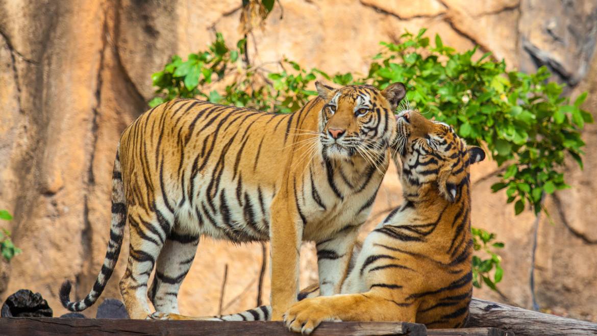 Ranthambore Tiger Photography Tour with Taj Mahal