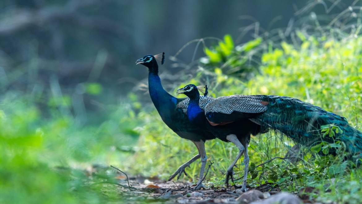 Bird Watching Tour in North India | Birding Tour Package