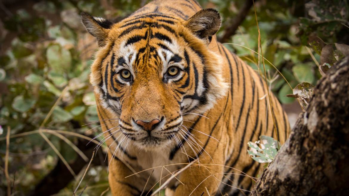 Ranthambore Educational Tour Packages | Book at the Best Prices