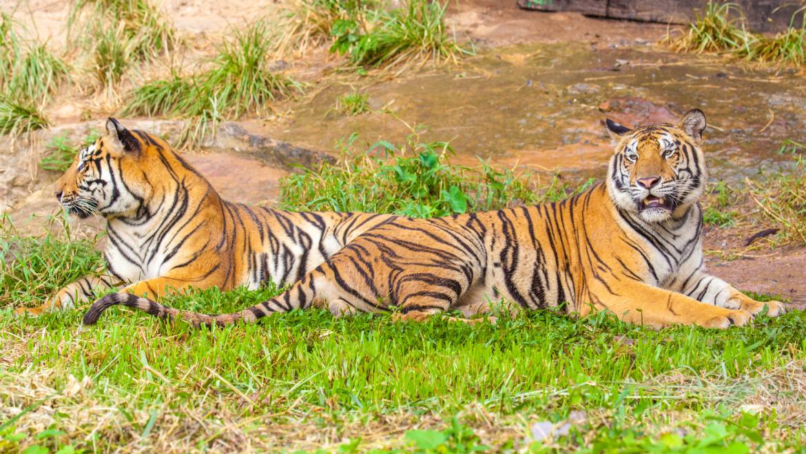 Famous Tigers' Story of Ranthambore National Park